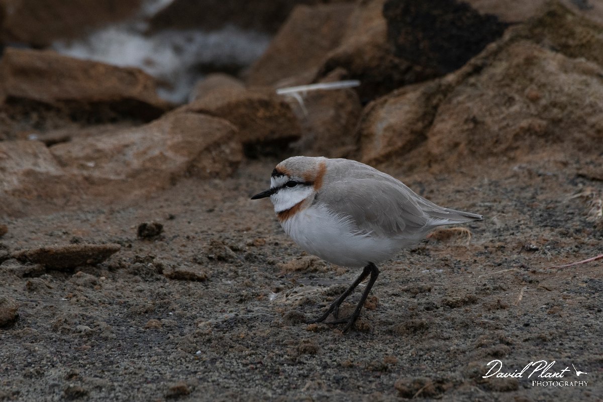 DPPhotography - Namibia - Chestnut-banded plover - F.jpg - Chestnut-banded plover male - Walvis Bay