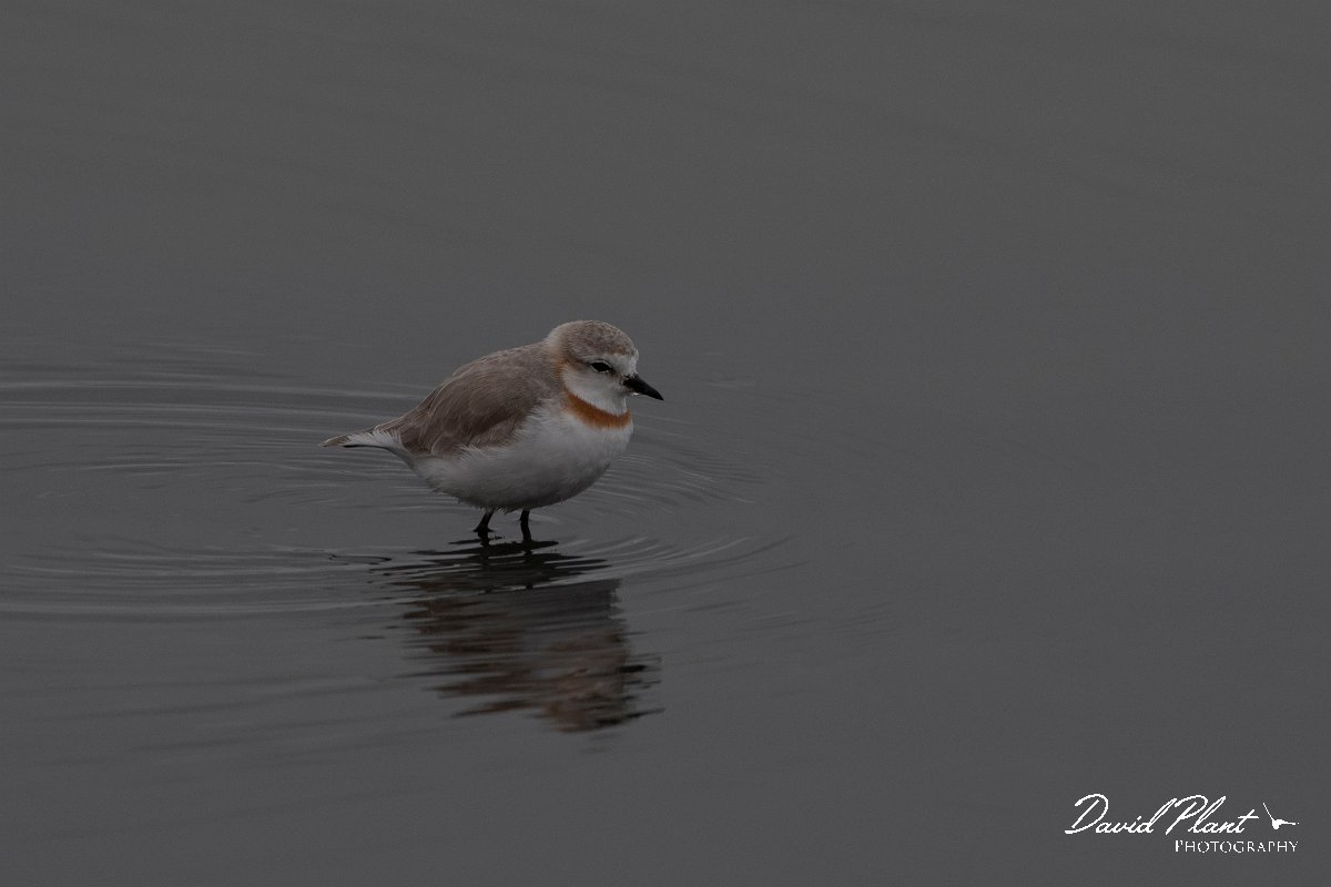 DPPhotography - Namibia - Chestnut-banded plover - H.jpg - Chestnut-banded plover female - Walvis Bay