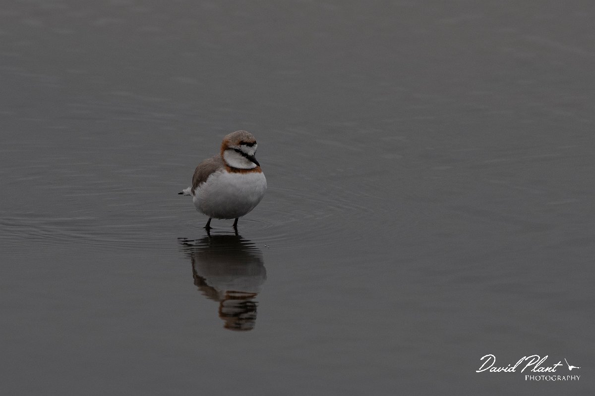 DPPhotography - Namibia - Chestnut-banded plover - I.jpg - Chestnut-banded plover male - Walvis Bay