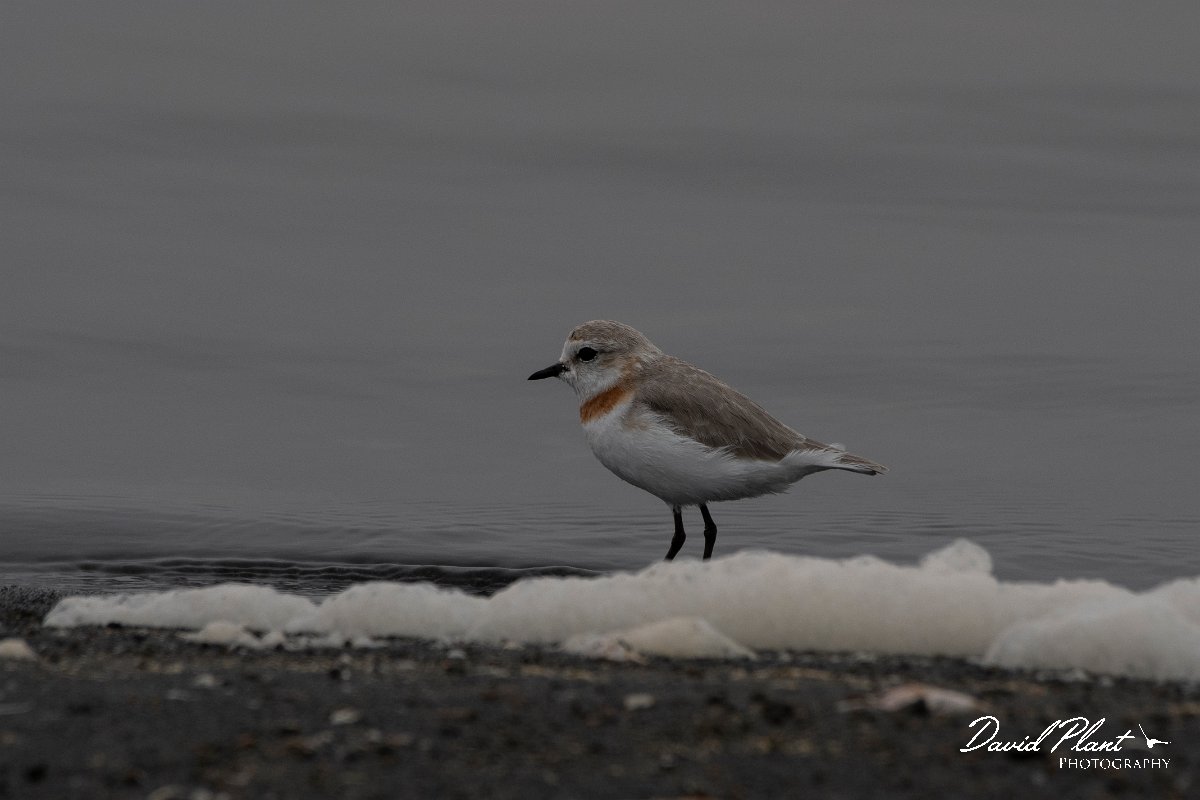 DPPhotography - Namibia - Chestnut-banded plover - J.jpg - Chestnut-banded plover female - Walvis Bay