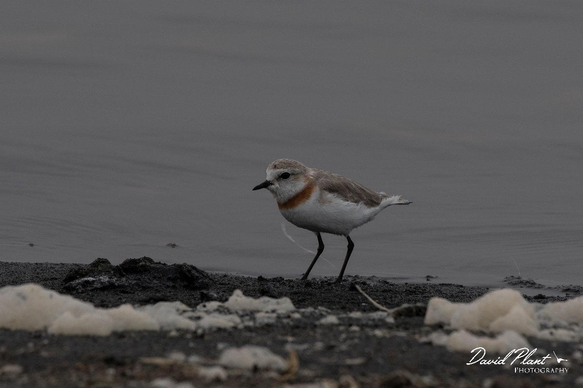 DPPhotography - Namibia - Chestnut-banded plover - K.jpg - Chestnut-banded plover female - Walvis Bay