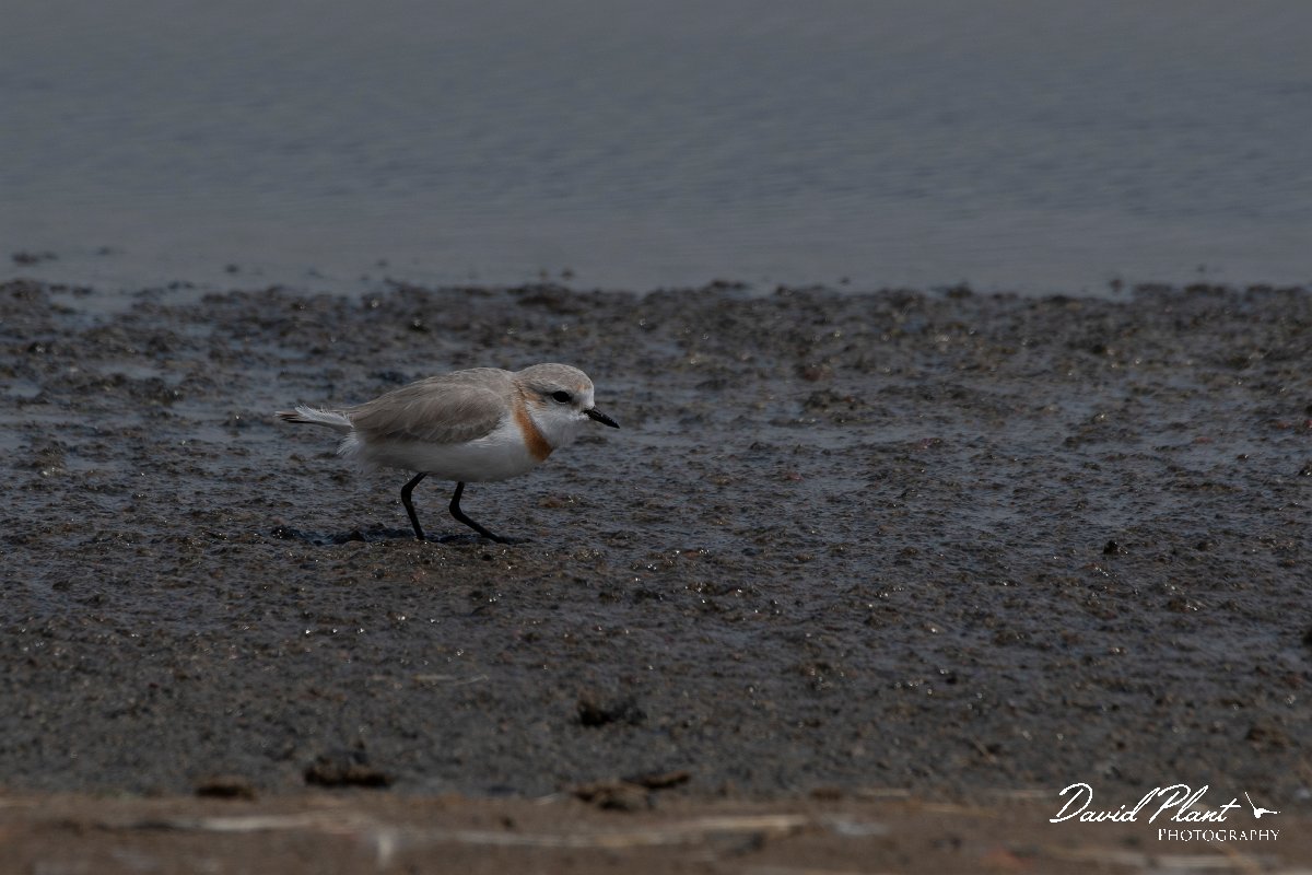 DPPhotography - Namibia - Chestnut-banded plover - M.jpg - Chestnut-banded plover female - Walvis Bay