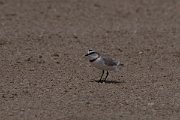 DPPhotography - Namibia - Chestnut-banded plover - A