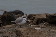 DPPhotography - Namibia - Chestnut-banded plover - E