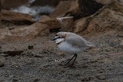 DPPhotography - Namibia - Chestnut-banded plover - F