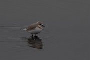 DPPhotography - Namibia - Chestnut-banded plover - H