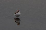 DPPhotography - Namibia - Chestnut-banded plover - I