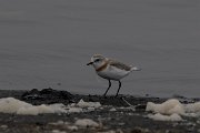 DPPhotography - Namibia - Chestnut-banded plover - K