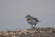 DPPhotography - Namibia - Chestnut-banded plover - L