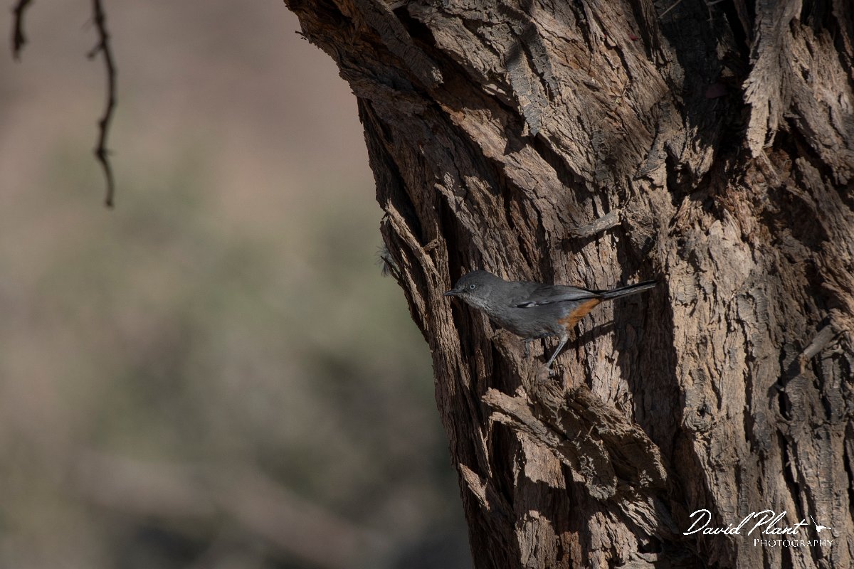 DPPhotography - Namibia - Chestnut-vented tit-babbler - B.jpg - Chestnut-vented tit-babbler - Namib-Naukluft National Park