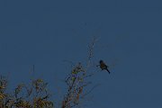 DPPhotography - Namibia - Chestnut-vented tit-babbler - A