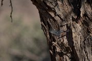 DPPhotography - Namibia - Chestnut-vented tit-babbler - B
