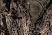 DPPhotography - Namibia - Chestnut-vented tit-babbler - C