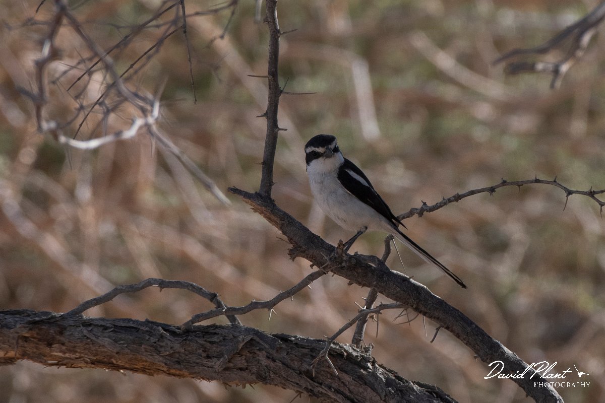 DPPhotography - Namibia - Common fiscal - A.jpg - Common fiscal - Namib-Naukluft National Park