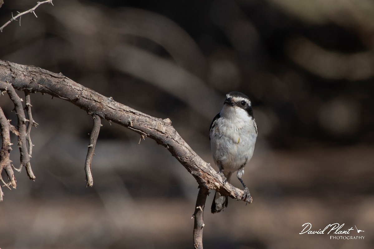 DPPhotography - Namibia - Common fiscal - B.jpg - Common fiscal - Namib-Naukluft National Park