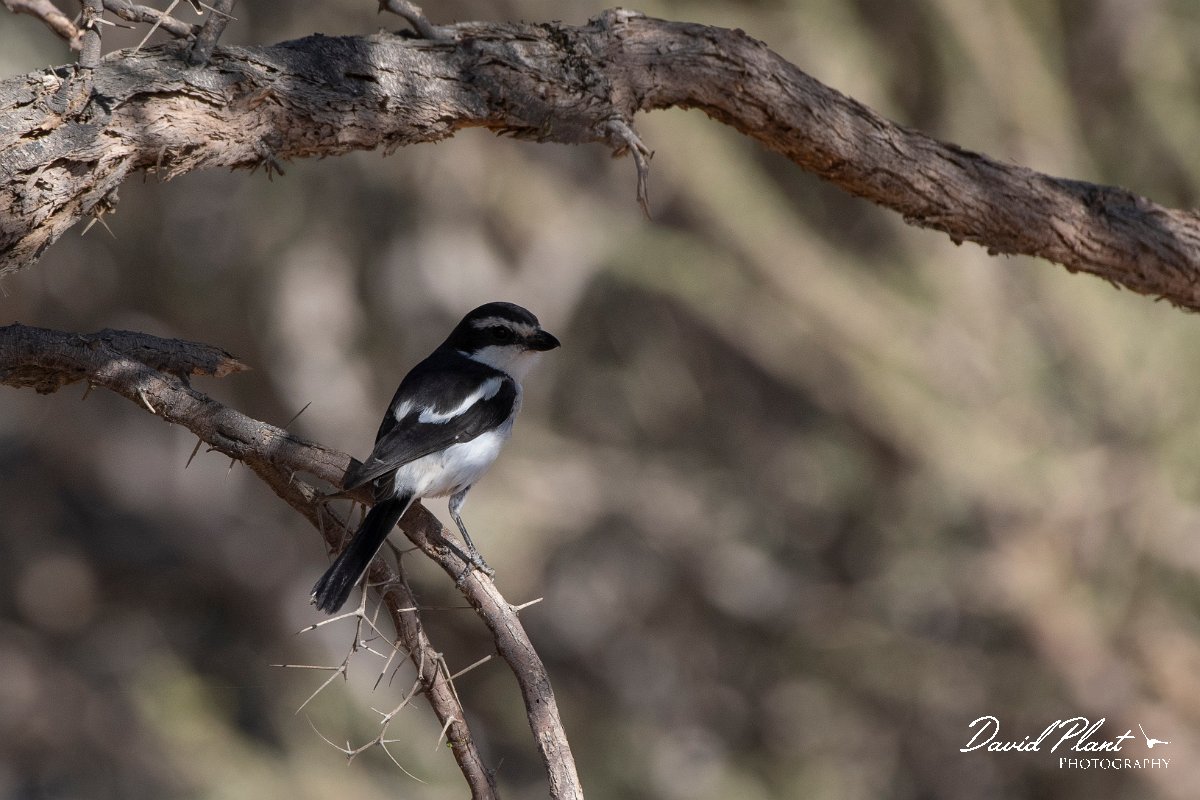 DPPhotography - Namibia - Common fiscal - C.jpg - Common fiscal - Namib-Naukluft National Park