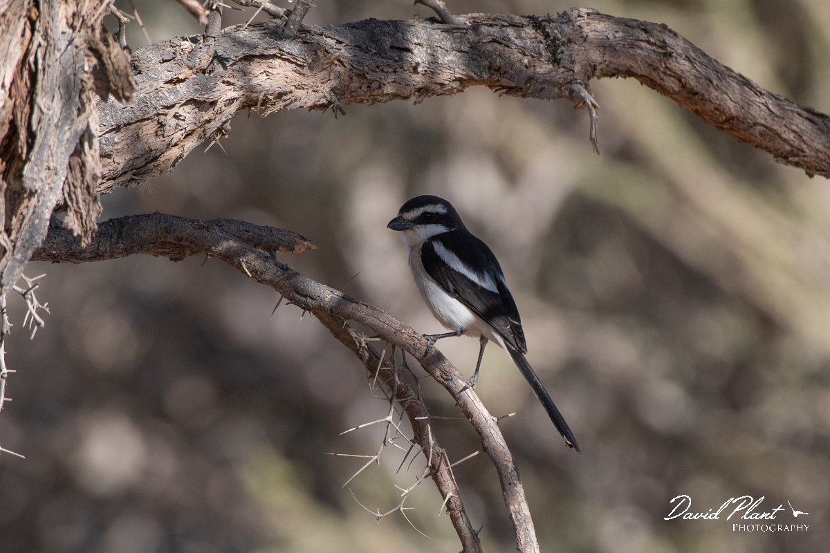 DPPhotography - Namibia - Common fiscal - D.jpg - Common fiscal - Namib-Naukluft National Park