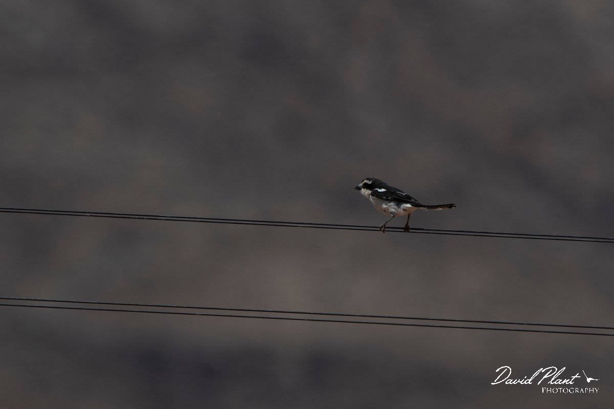 DPPhotography - Namibia - Common fiscal - E.jpg - Common fiscal - Namib-Naukluft National Park