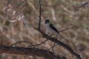 DPPhotography - Namibia - Common fiscal - A