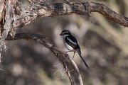 DPPhotography - Namibia - Common fiscal - D