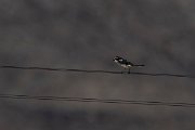 DPPhotography - Namibia - Common fiscal - E