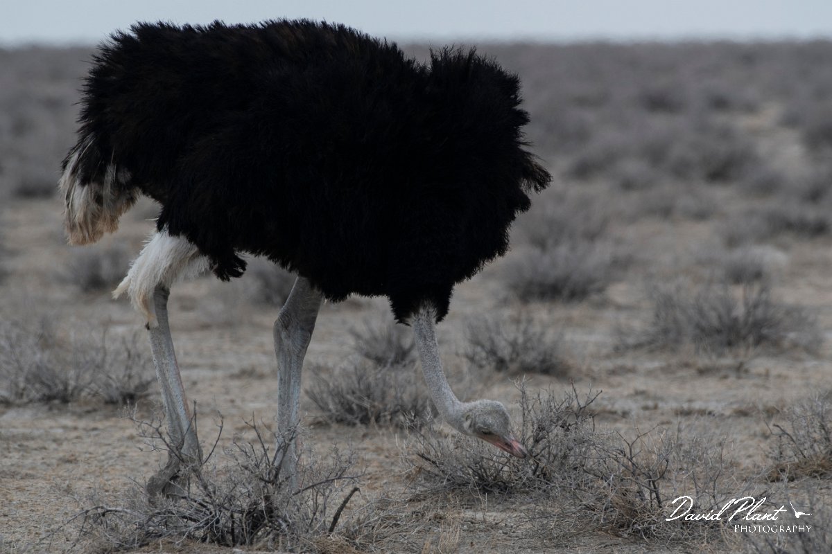 DPPhotography - Namibia - Common ostrich - A.jpg - Common ostrich male - Etosha National Park