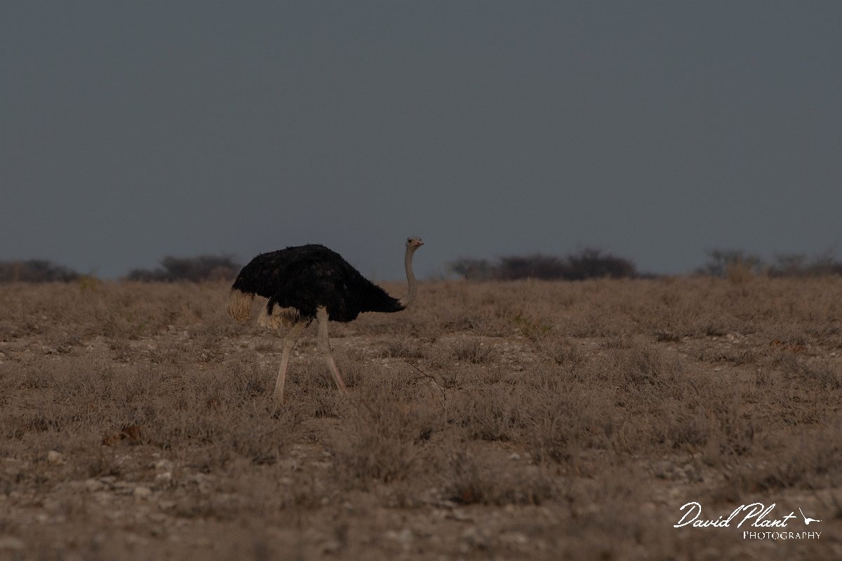 DPPhotography - Namibia - Common ostrich - C.jpg - Common ostrich male - Etosha National Park