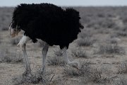 DPPhotography - Namibia - Common ostrich - A