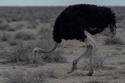 DPPhotography - Namibia - Common ostrich - B