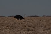 DPPhotography - Namibia - Common ostrich - C