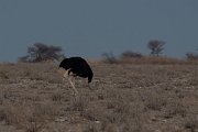 DPPhotography - Namibia - Common ostrich - D