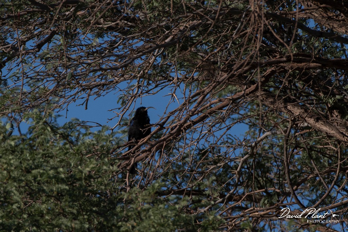 DPPhotography - Namibia - Common scimitarbill - A.jpg - Common scimitarbill - Namib-Naukluft National Park