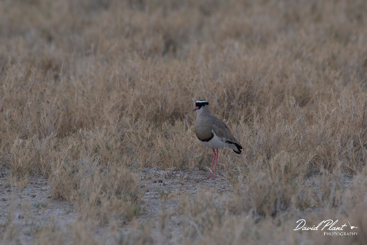 DPPhotography - Namibia - Crowned plover - A.jpg - Crowned lapwing - Etosha National Park