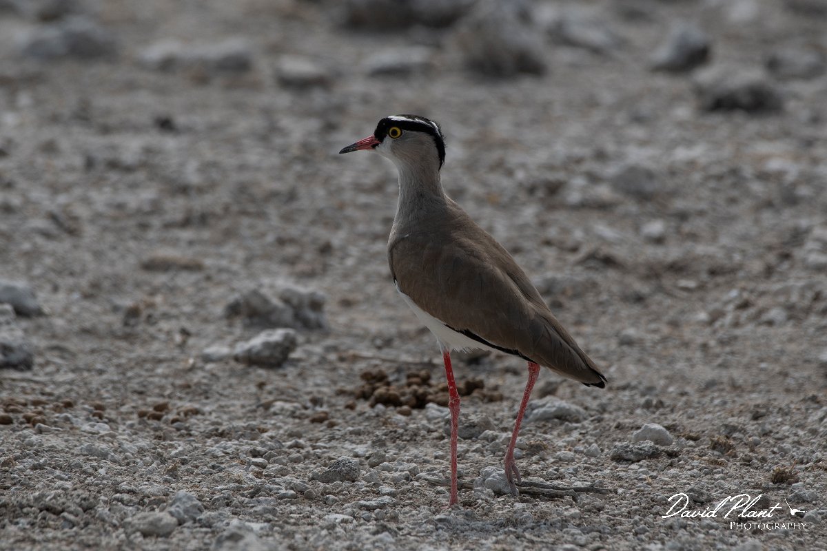 DPPhotography - Namibia - Crowned plover - B.jpg - Crowned lapwing - Etosha National Park