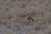 DPPhotography - Namibia - Crowned plover - A