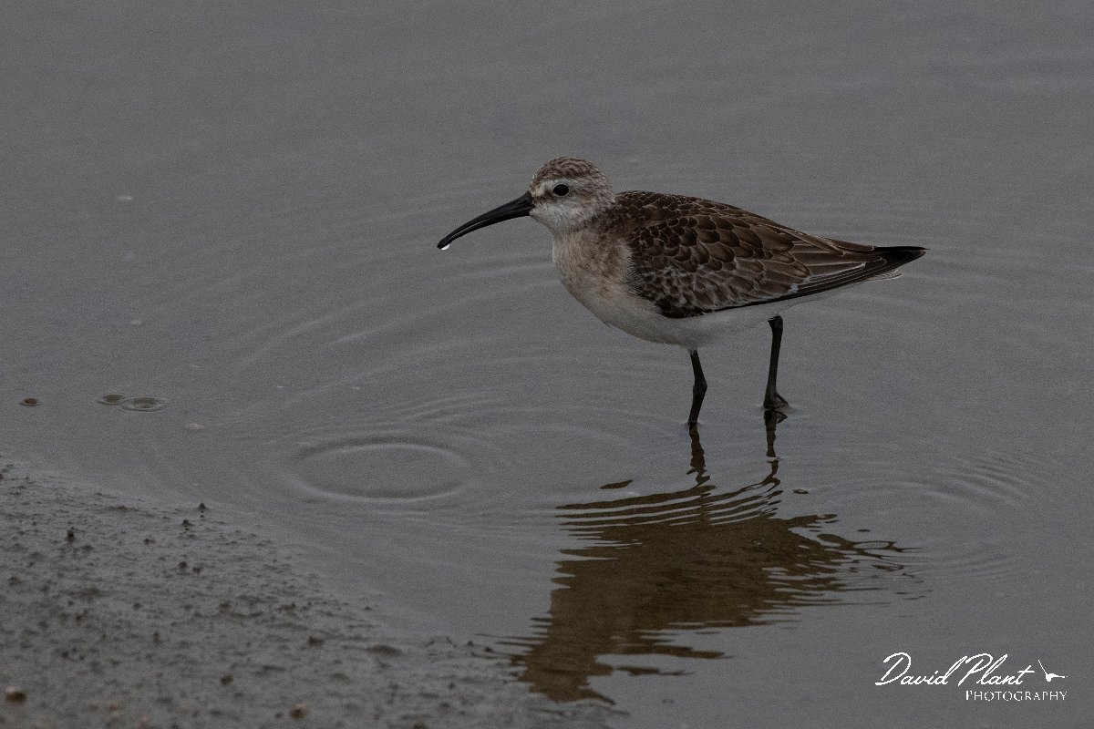 DPPhotography - Namibia - Curlew sandpiper - A.jpg - Curlew sandpiper - Walvis Bay