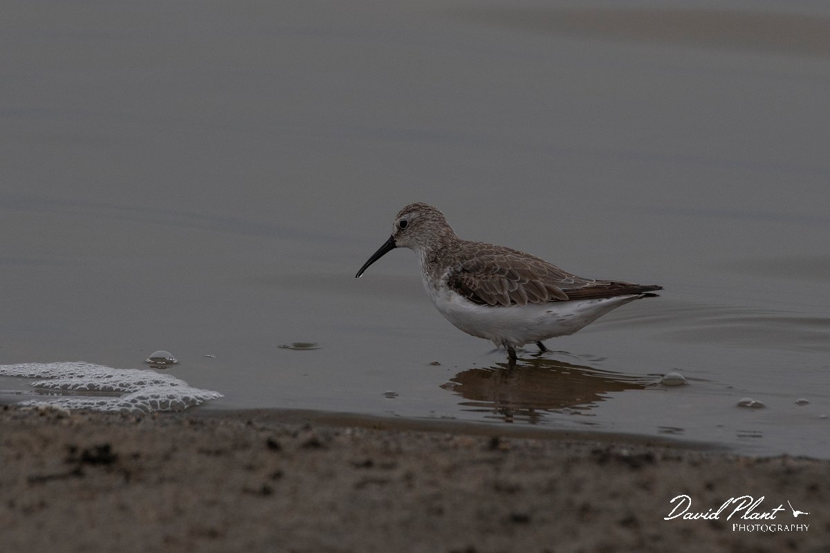 DPPhotography - Namibia - Curlew sandpiper - C.jpg - Curlew sandpiper - Walvis Bay