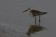 DPPhotography - Namibia - Curlew sandpiper - A
