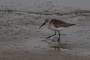 DPPhotography - Namibia - Curlew sandpiper - B