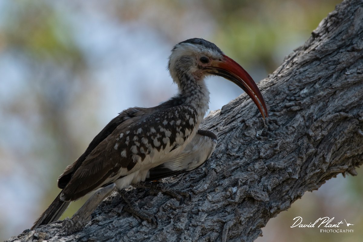 DPPhotography - Namibia - Damara hornbill - B.jpg - Damara hornbill - Etosha National Park