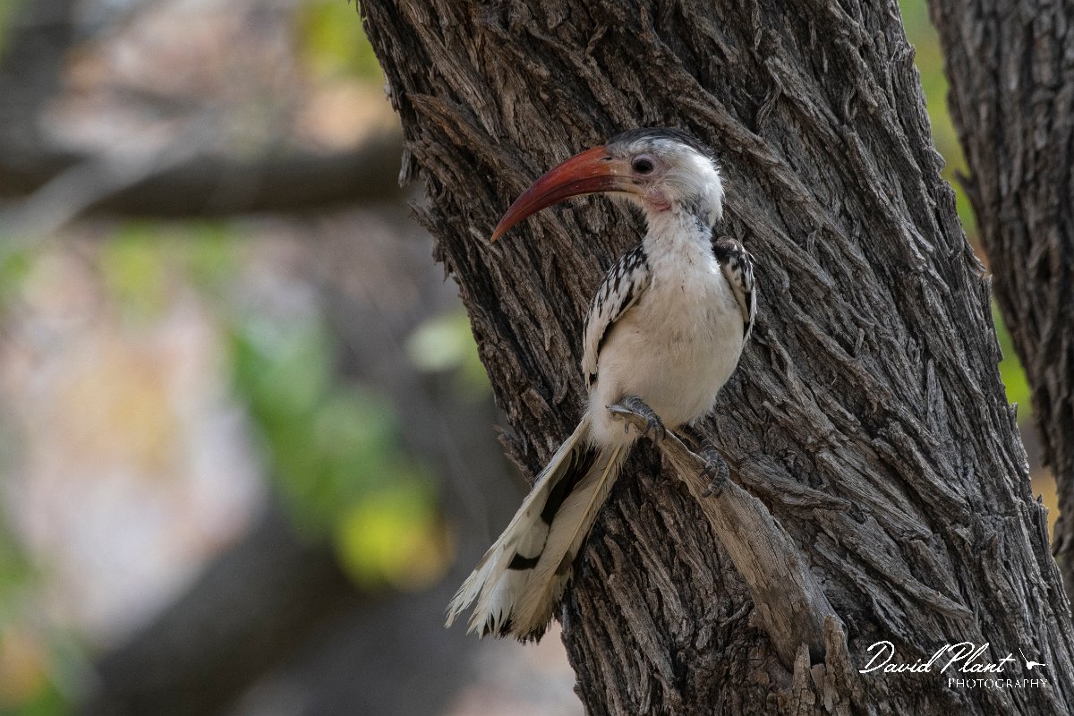 DPPhotography - Namibia - Damara hornbill - C.jpg - Damara hornbill - Etosha National Park