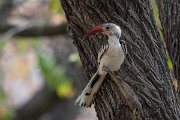 DPPhotography - Namibia - Damara hornbill - C