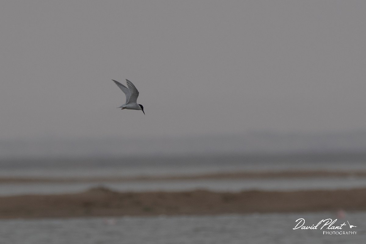 DPPhotography - Namibia - Damara tern - A.jpg - Damara tern - Walvis Bay