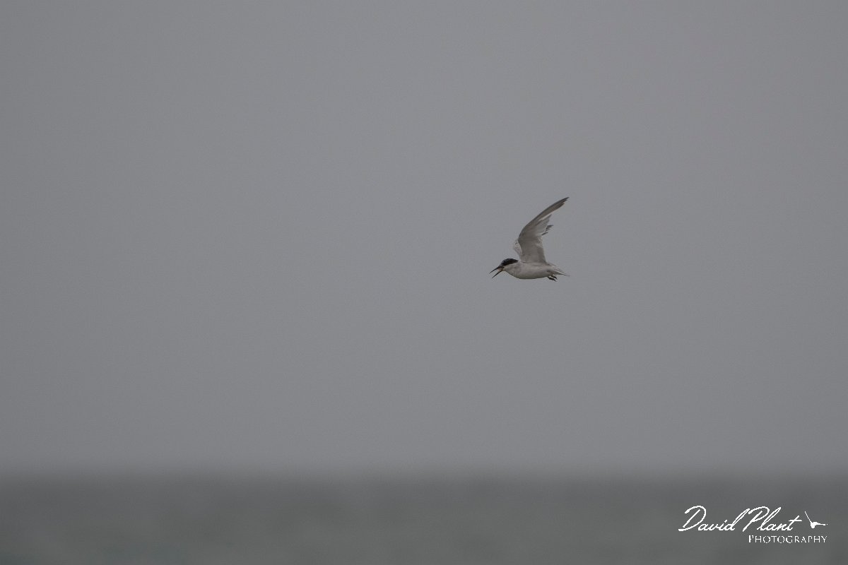 DPPhotography - Namibia - Damara tern - B.jpg - Damara tern - Walvis Bay