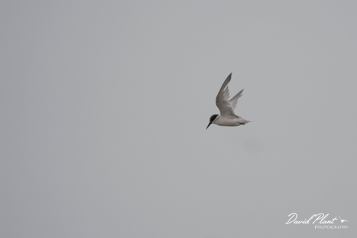 DPPhotography - Namibia - Damara tern - C.jpg - Damara tern - Walvis Bay