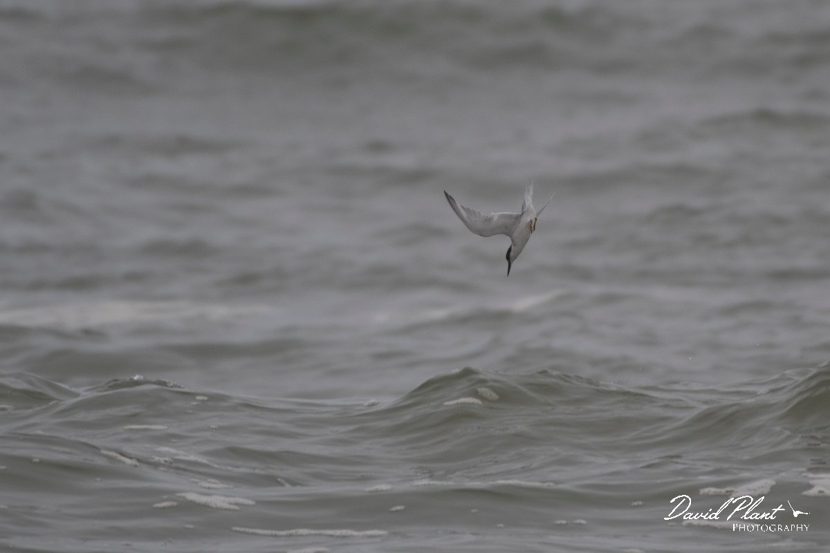 DPPhotography - Namibia - Damara tern - D.jpg - Damara tern - Walvis Bay