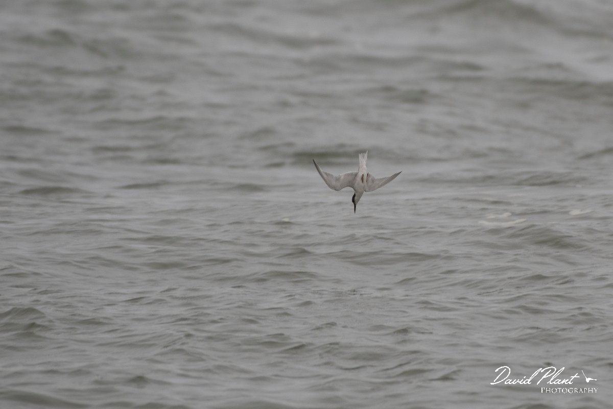 DPPhotography - Namibia - Damara tern - E.jpg - Damara tern - Walvis Bay
