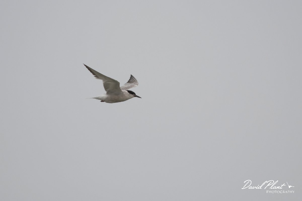 DPPhotography - Namibia - Damara tern - F.jpg - Damara tern - Walvis Bay