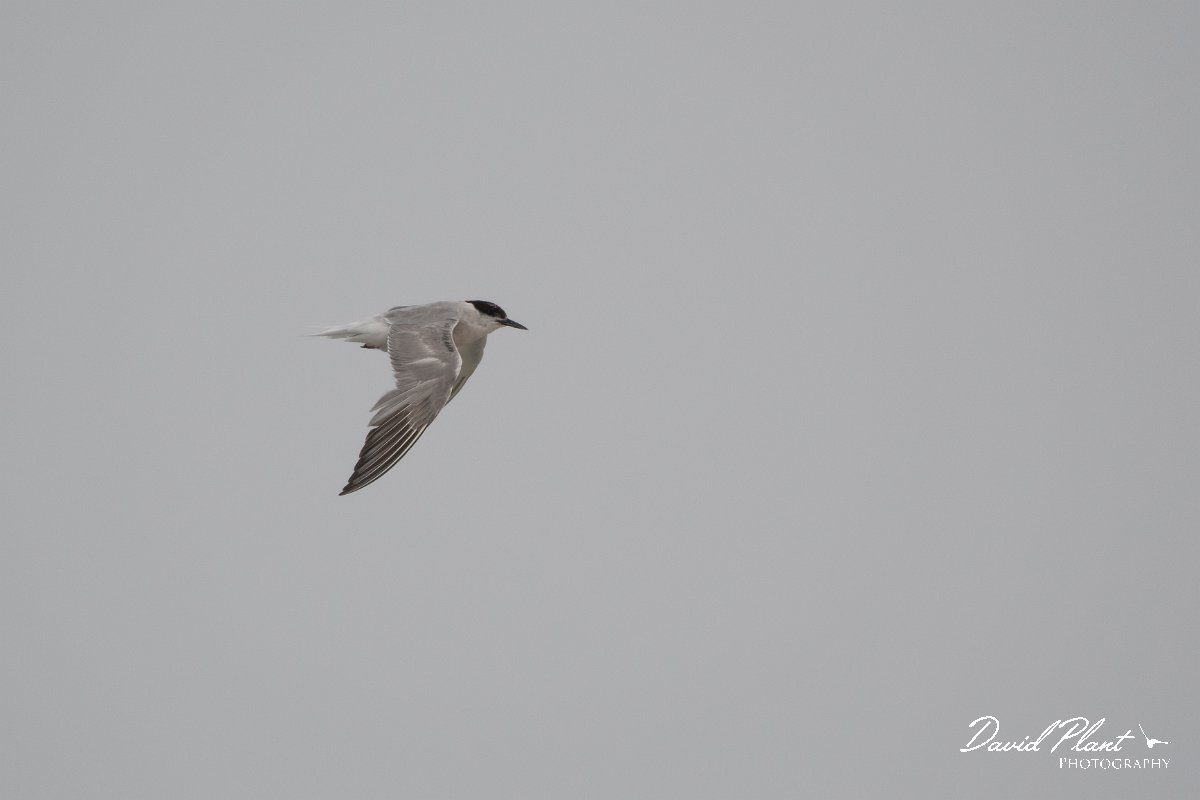 DPPhotography - Namibia - Damara tern - G.jpg - Damara tern - Walvis Bay