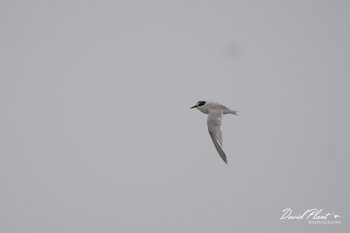 DPPhotography - Namibia - Damara tern - H.jpg - Damara tern - Walvis Bay